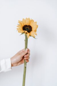 Sunflower in Dry Flower Arrangements