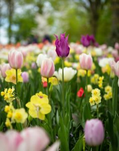 Tulip Flower Cultivation