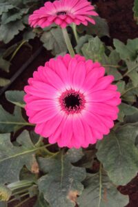 Gerbera Flower Yellow Leaves