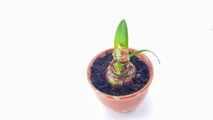 Sowing of Amaryllis Bulb