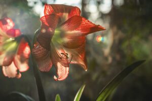 Sunlight Requirement of Amaryllis flower