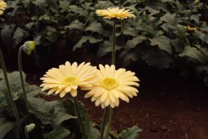 Gerbera Daisy Yellow Flowers