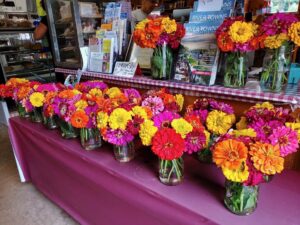 Zinnia Cut Flower In Vase