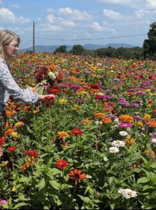 Zinnia Cut Flower Harvesting 