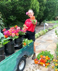 Zinnia Cut Flower Stem Harvesting 