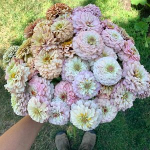 Harvesting of Zinnia Cut Flowers