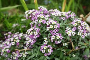 Sweet Alyssum Flower as a Ground Cover