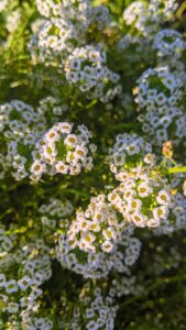 Sweet Alyssum Flowers Beauty