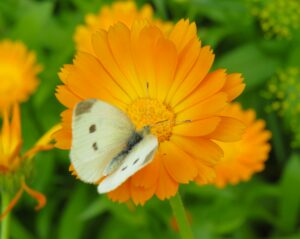 Pollinator attraction of Calendula Flowers