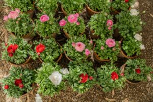 Ranunculus Flowers in Pots