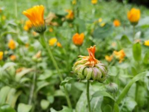 Seed Development and Propagation of calendula flowers