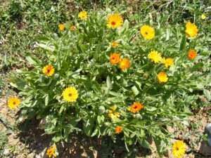 Water Requirements of Calendula Flowers