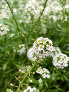 Sweet Alyssum Flower in White color