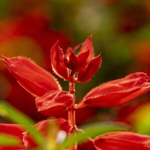 Red Salvia Flowers