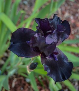 Iris Flower in Black Color