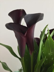 Black Color Calla Lily Flowers