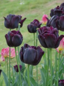 Tulip Black Color Flowers