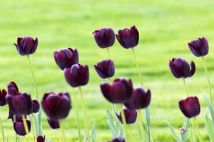 Black Color Tulip Flower