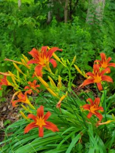 Daylilies Flowering Plant