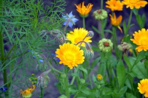 Calendula Plant Sowing through Seeds 