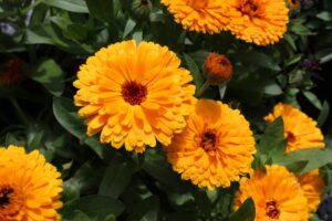 Calendula flowers in yellow color