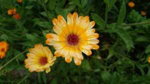 Calendula Flower Cultivars 