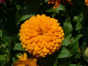 Calendula Flower Cultivars 