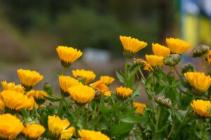 Calendula Flowers Beauty 