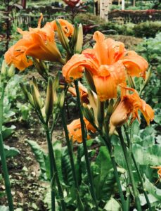 Daylilies Cultivar Kwanso