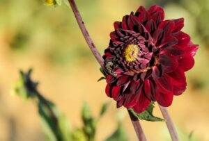 Dahlia Flower in Black Color