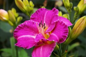 Daylilies Flowering Plant