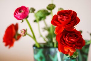 Ranunculus Indoor Flowers