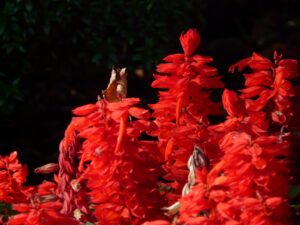 Red Salvia Flowers in red color