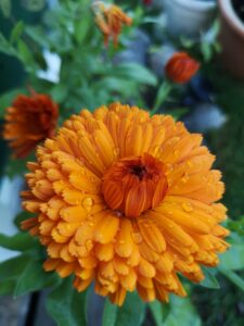 Calendula double flower cultivars 