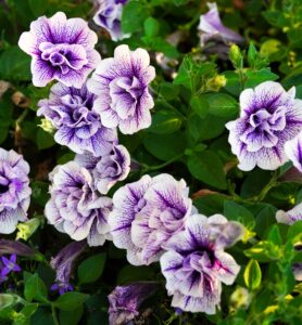 Petunia Double Wave Series