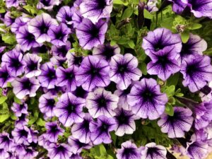 Fuller Petunia Cultivars