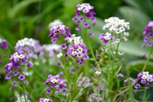 Sweet Alyssum Flower in Mix Color