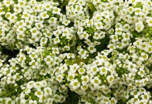 Sweet Alyssum White Color Flowering Plant