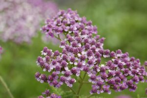 Sweet Alyssum Flowering Plant