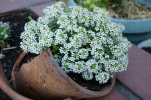 Container Grown Sweet Alyssum Flower