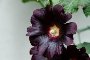 Hollyhock Flower in Black Color