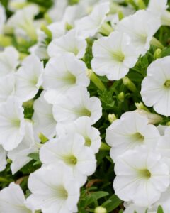 Pinch to Get Fuller Petunia Plant