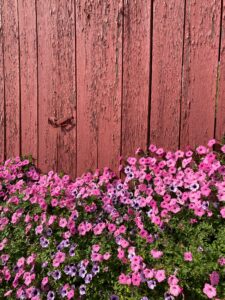 Fuller Petunia Flowering Plants 