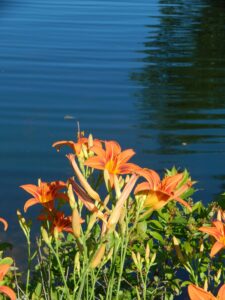 Daylilies flower in Water