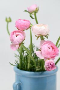 Ranunculus Flowers in Pink Color