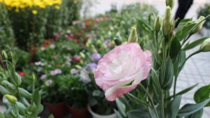 Lisianthus Flowers growing guide