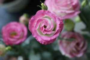 Lisianthus flower