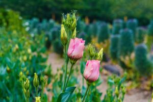 Sunlight requirement of lisianthus flowers