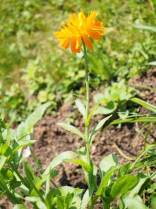 Soil Requirement of calendula flowers