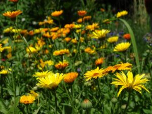 Sunlight Requirement of calendula flowers